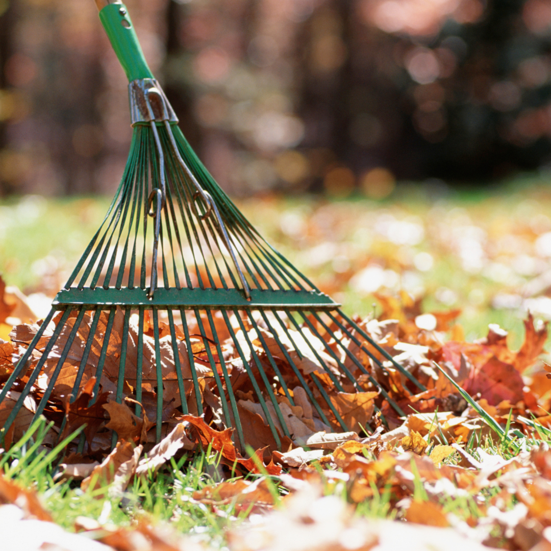 Rake pulling leaves in the grass